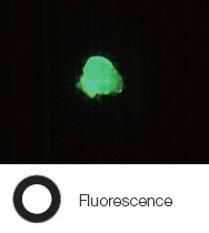 Résidus de photorésine sur un wafer de semi-conducteur - Fluorescence