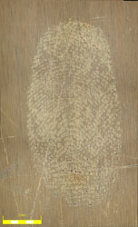 2C Fingerprint Brass wiped with wool