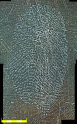 2D Fingerprint Brass wiped with cotton