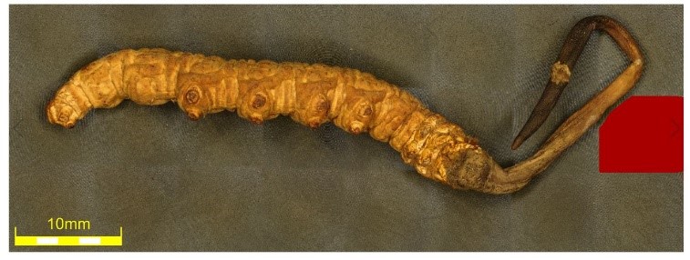 Macro imaging of a caterpillar fungus (ophiocordyceps sinensis) 