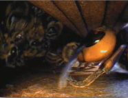 Japanese hornet attacking bees inside the beehive captured with an IPLEX videoscope