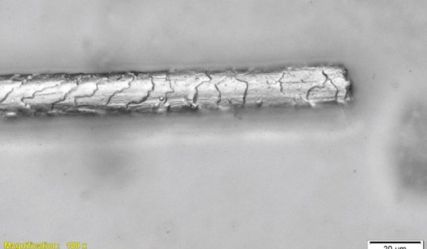 Pashmina fiber captured using the BX53M microscope