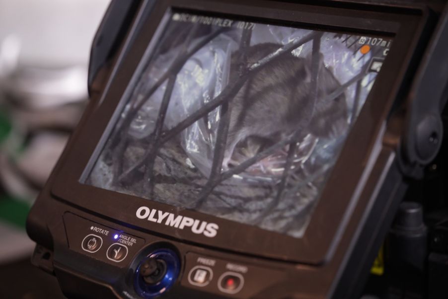 IPLEX视频内窥镜显示器上显示的褐鼠（Rattus）