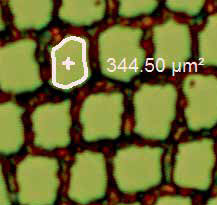 魔杖（超导体）