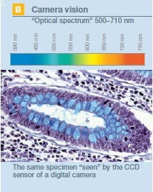 Excellent Color Reproducibility