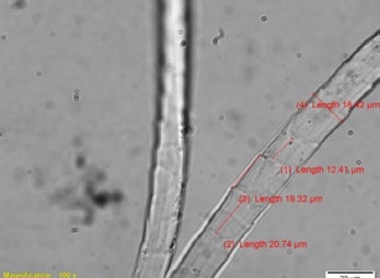 pashmina wool fiber measurements