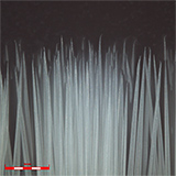 MIX (Brightfield and Darkfield)