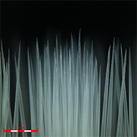 Objective lens 5X;  Zoom 1x