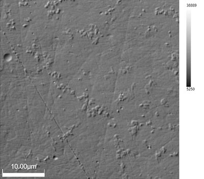 DIC luminance images