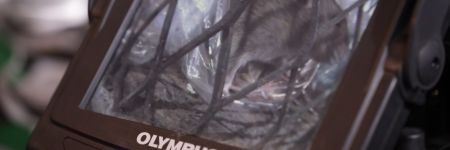 IPLEXビデオスコープのディスプレイに表示されたドブネズミ